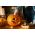 Dynia ozdobna Halloween - najlepsza do rzeźbienia - 15 nasion