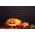 Dynia ozdobna Halloween - najlepsza do rzeźbienia - 15 nasion