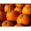 Dynia ozdobna Halloween - najlepsza do rzeźbienia - 15 nasion