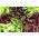 Mieszanka Sweet Mesclun - mieszanka sałat liściowych