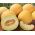 Melon Masada - jedna z najsmaczniejszych odmian na rynku - 10 nasion