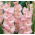 Mieczyk Rose Supreme - 5 cebul