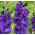 Mieczyk Purple Flora - 5 cebul