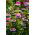 Aster chiński Liliput Moonshine mieszanka