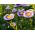 Aster chiński Liliput Moonshine mieszanka