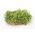 Baby Leaf - Portulaka warzywna