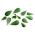 Baby Leaf - Portulaka warzywna