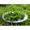 Baby Leaf - Portulaka warzywna