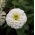 Cynia wytworna Liliput White Gem biała