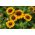 Rudbekia niska - mieszanka