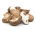 Shiitake - Duża paczka - 100 szt. - grzybnia na kołkach