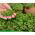 Microgreens - Bomba witaminowa - nasiona na dobre zdrowie - zestaw 10 szt. + pojemnik do uprawy