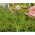 Microgreens - Spring breakfast - nasiona idealne jako dodatek do śniadania - zestaw 6 szt. + pojemnik do uprawy