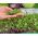 Microgreens - Bomba witaminowa - nasiona na dobre zdrowie - zestaw 10 szt. + pojemnik do uprawy