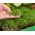 Microgreens - Spring breakfast - nasiona idealne jako dodatek do śniadania - zestaw 6 szt. + pojemnik do uprawy