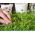 Microgreens - Bomba witaminowa - nasiona na dobre zdrowie - zestaw 10 szt. + pojemnik do uprawy