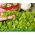 Microgreens - Decorazione - dekoracyjny dodatek do potraw - zestaw 5 szt. + pojemnik do uprawy