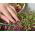 Microgreens - Decorazione - dekoracyjny dodatek do potraw - zestaw 5 szt. + pojemnik do uprawy
