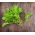 Baby Leaf - Rokietta siewna