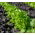 Sałata liściowa Salad Bowl zielona, dębolistna