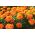 Aksamitka pełna niska Tangerine - pomarańczowa