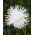 Aster chiński igiełkowy Angora - biały
