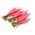 Rzodkiew letnia Ostergruss Rosa 2