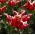 Tulipan Elegant Crown - 5 szt.