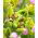 Tulipan Green Bizarre - 5 szt.