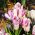 Tulipan Modern Style - 5 szt.