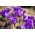 Krokus Flower Record - 10 szt.