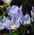 Krokus Blue Pearl - duża paczka! - 200 szt.