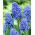 Szafirek Muscari Blue Spike - duża paczka - 100 szt.