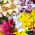 Lilia mix - 1 szt