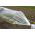 Tunel foliowy - folia 2 x 5 m