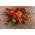 Pepper Mix - zestaw 1 - 8 odmian nasion papryki