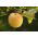Jabłoń Golden Delicious - sadzonka XXL