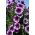 Petunia ogrodowa Tęcza - fioletowa - 400 nasion