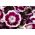 Goździk brodaty Holborn Glory - 450 nasion