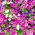 Petunia - Mieszanka balkonowa - 800 nasion