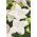 Platykodon, Rozwar wielkokwiatowy - White