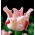 Tulipan Witty Picture - 5 szt.