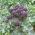 Brokuł Early Purple Sprouting