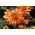 Dalia Autumn Fairy