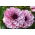 Dalia Creme de Cassis
