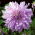 Dalia Mom's Special