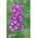 Penstemon - 640 nasion