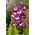 Penstemon - 640 nasion
