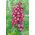 Penstemon - 640 nasion