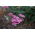 Krwawnik pospolity - Lilac Beauty - fioletowy